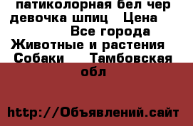 патиколорная бел/чер девочка шпиц › Цена ­ 15 000 - Все города Животные и растения » Собаки   . Тамбовская обл.